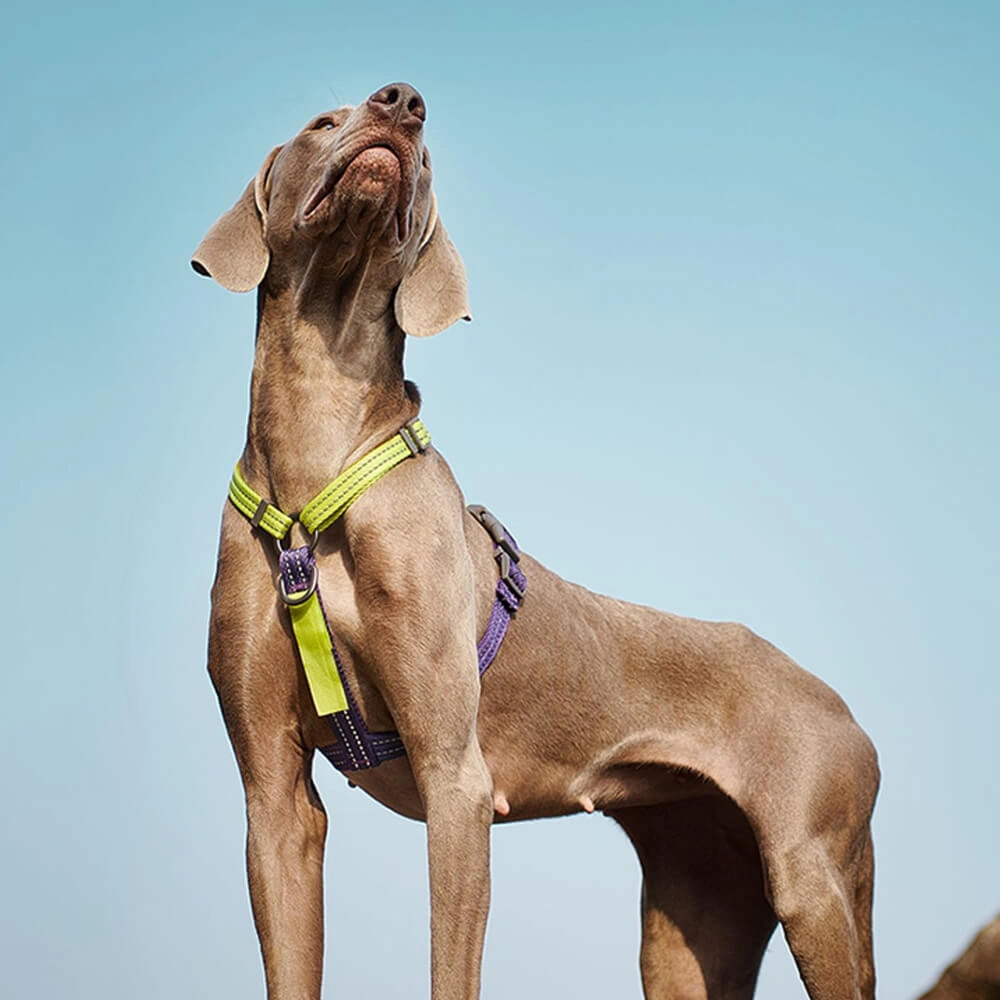 Reflective Pup Harness: Safe & Stylish No-Pull Action Buckle-Neck Balance Gear.